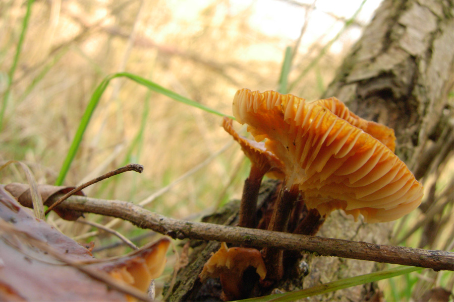 tanti funghi